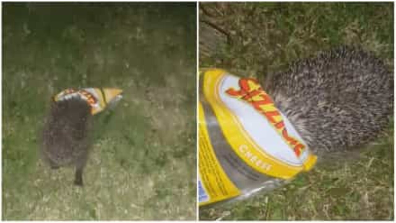 Hedgehog goes for chips...head first!