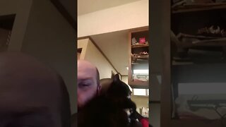 Kitty shoulder hugs #shorts #shortsvideo #shortsfeed #youtubeshorts #catvideos #cat