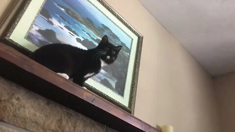 Kitten on the mantle