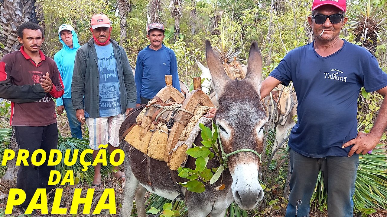 DERRUBADA DA PALHA DE CARNAÚBA NO SERTÃO DO CEARÁ-BR | RAIZES DO REI