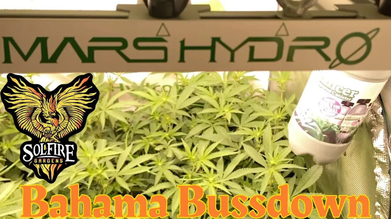 @Mars Hydro fce4800 Solfire Gardens Bahama Bussdown week 2 flower