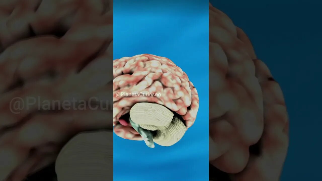 curiosidades