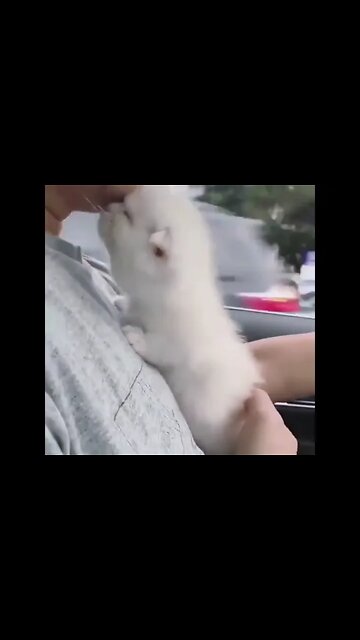 So Cute #Shorts #ytshorts #Dogs #Animals #Fun #UbertainmentFun