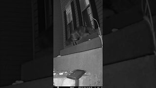 PB Cat Has Something Stuck On His Leg #Shorts 😼