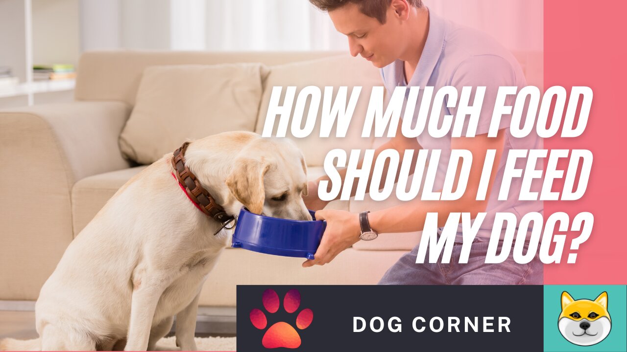 How Much Food Should I Feed My Dog?