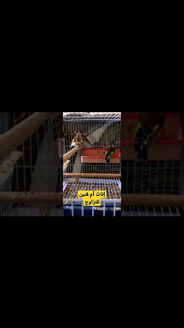 إناث أم قنين أو الحسون للتزاوج