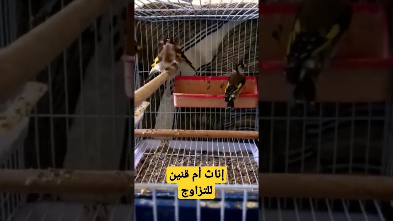 إناث أم قنين أو الحسون للتزاوج