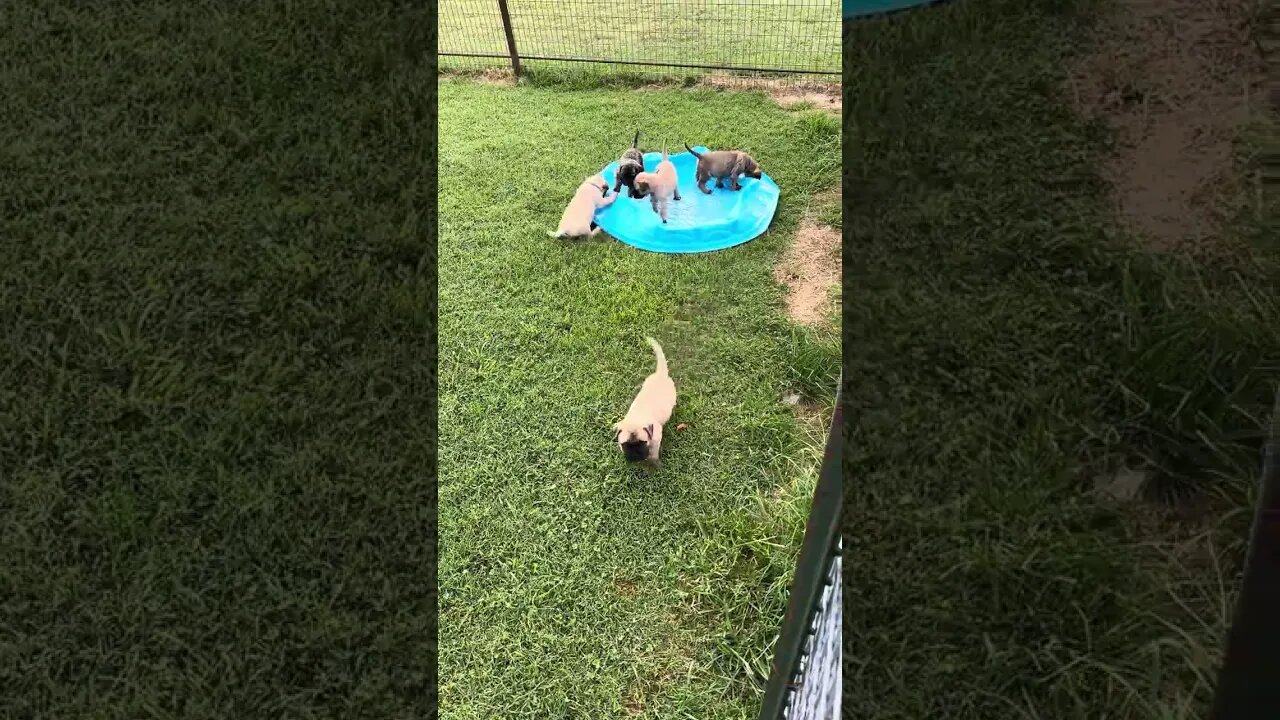 Finny litter. Playing cool of evening 8-5-23