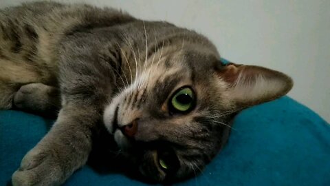 My cat again