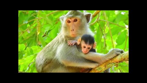 Baby Monkey Ariana #bbmonkeys 2