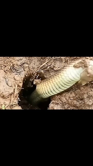 fishing eels get snakes