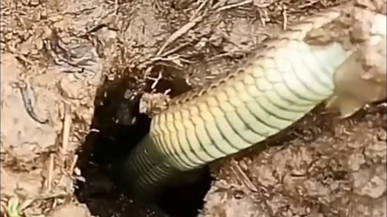 fishing eels get snakes