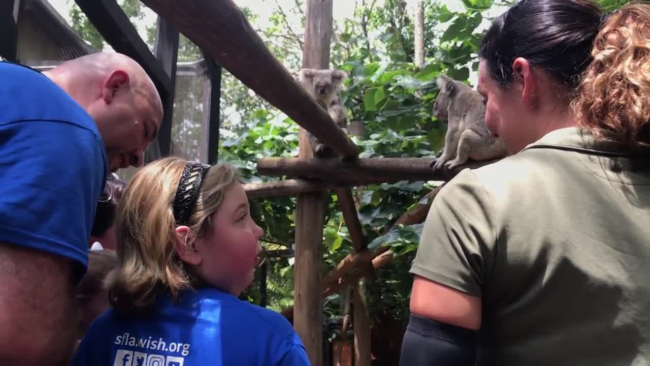 Remembering Oz: Chronically ill girl's wish granted to see koalas