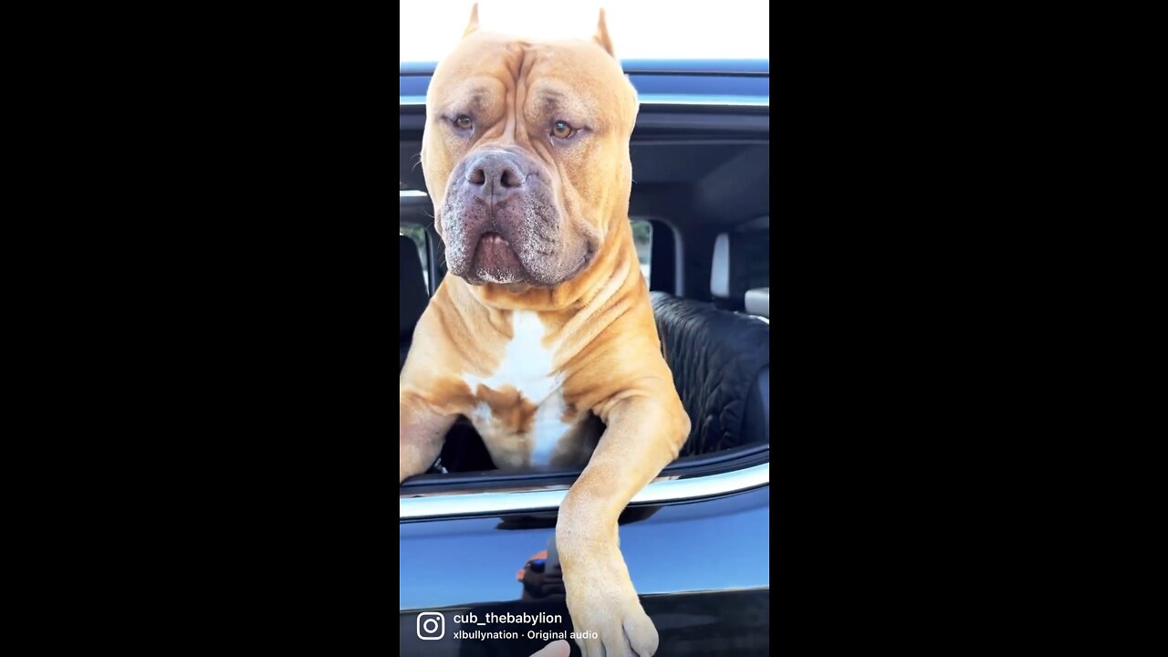 MASSIVE Pit Bull bigger than truck window!!! 🦁😳😍