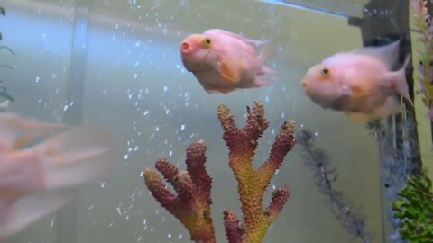 Colorful Golden Fish Enjoying In The Aquarium87