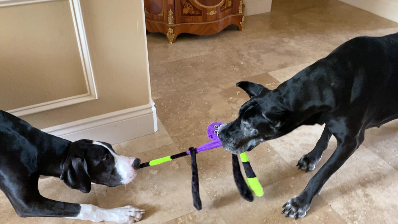 Cat Watches Great Danes Tug Octopus Into A Two Legged Toy