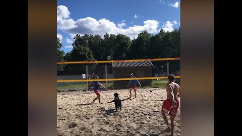 This Dog Knows How To Play Volleyball