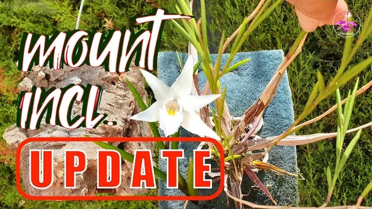 How to Mount an Orchid when you are NERVOUS! 🫣🥴 Dendrobium exile with active roots #ninjaorchids