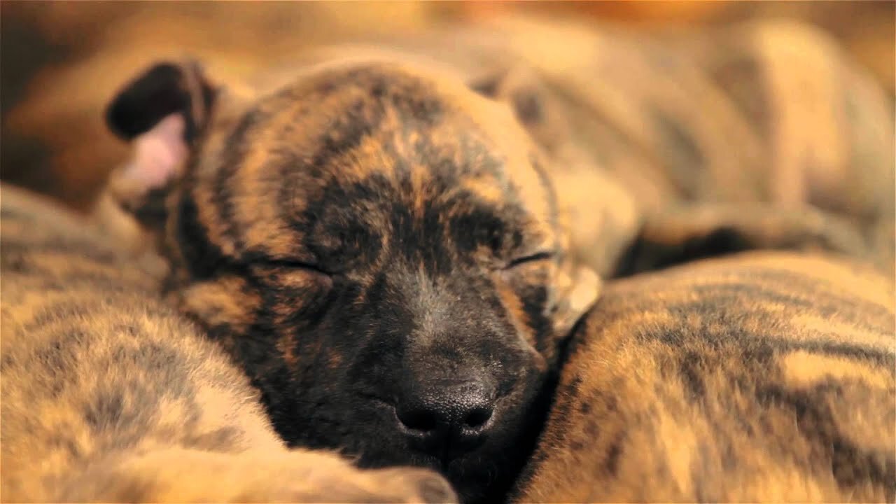 Cutest Pitbull Puppies Ever!!! "