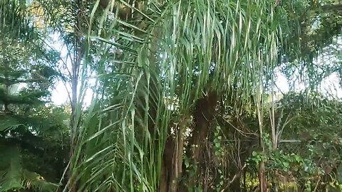 Three Queen Palms