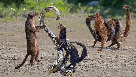 Snake vs Mongoose Real Fight.