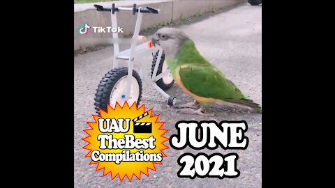 Funny Parrots Compilation - June 2021