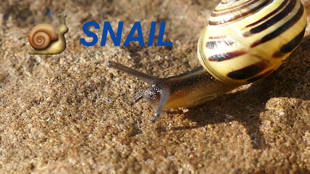 Largest Snail In The World Lifecycle 🐌