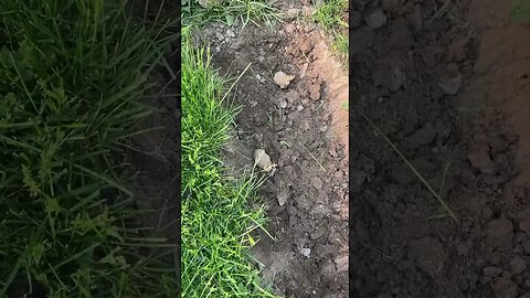 Putting in Potatoes 🥔
