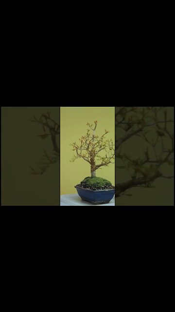 Pomegranate Bonsai #shorts