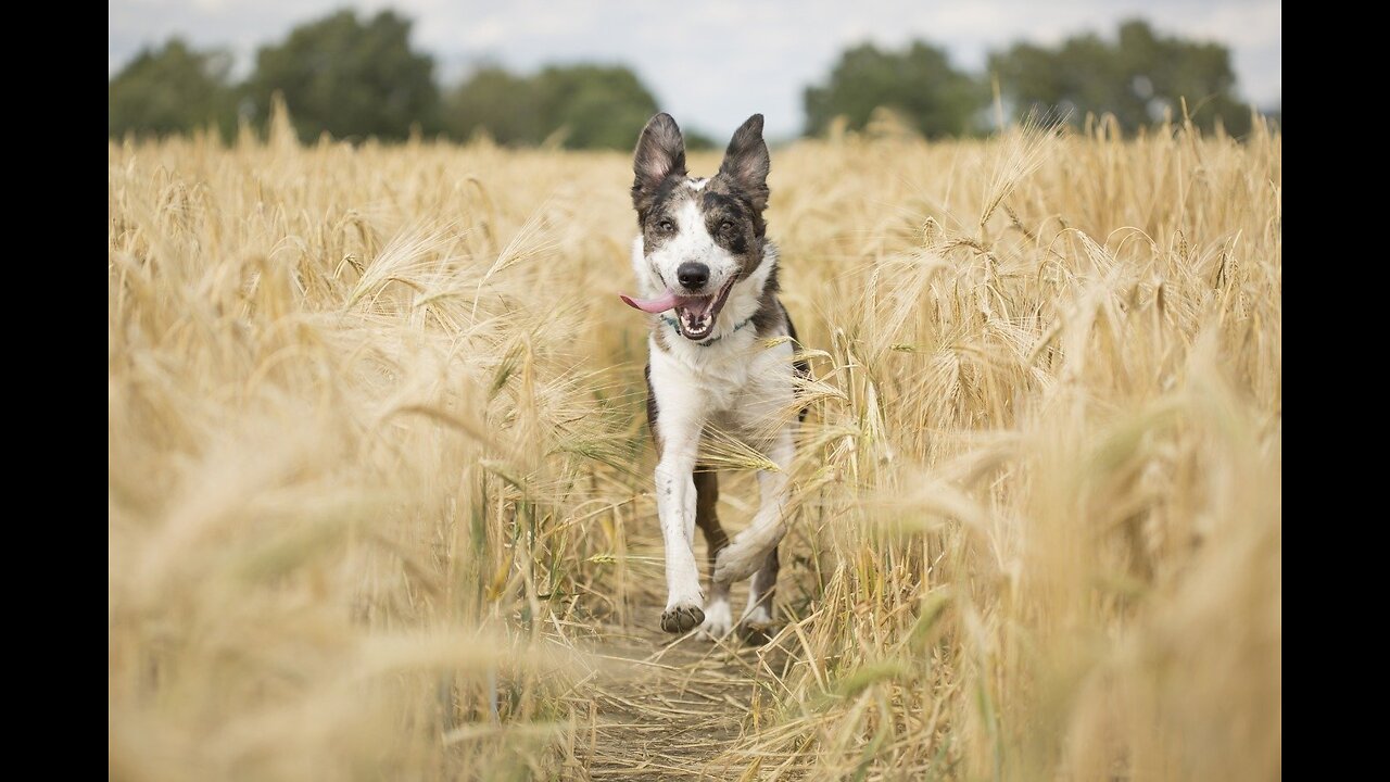 Dog Agility Run, Dog Cross the Hurdles, Tunnel & Bridge, Animals Real Nature Videos