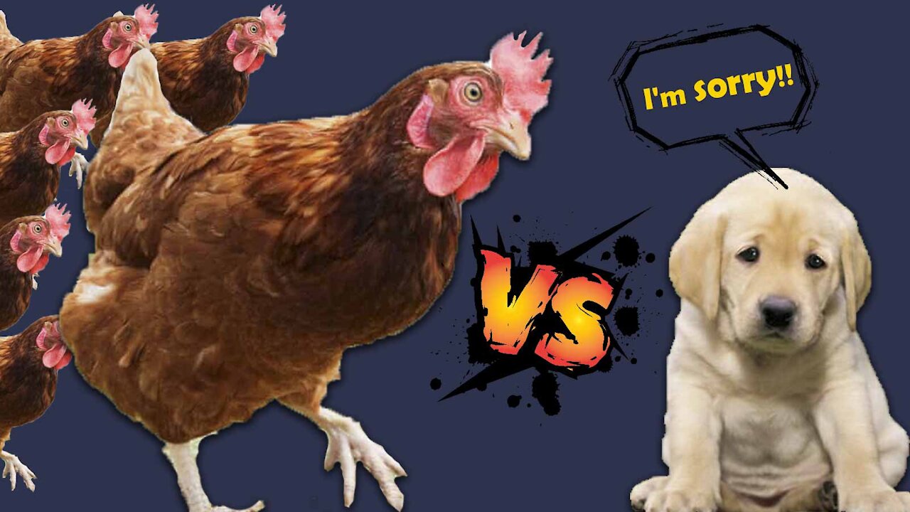 Chicken VS Dog Fight 😂 - Funny Dog Fight Videos