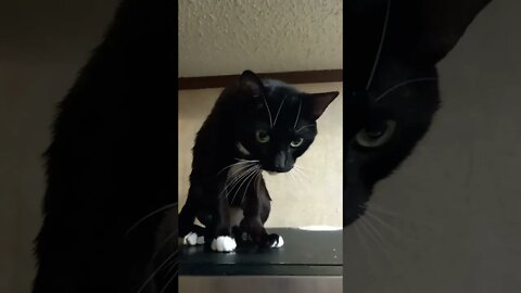 kitty on the microwave #shorts #shortsvideo #shortsfeed #catvideos