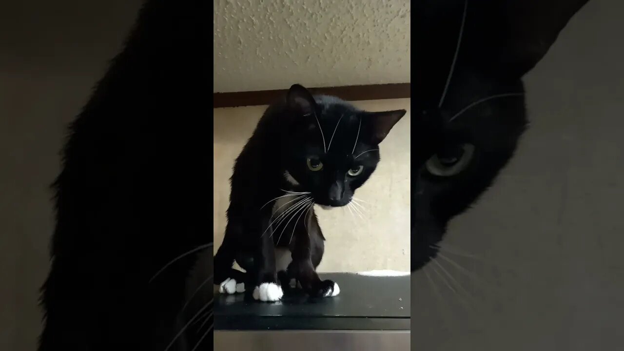 kitty on the microwave #shorts #shortsvideo #shortsfeed #catvideos