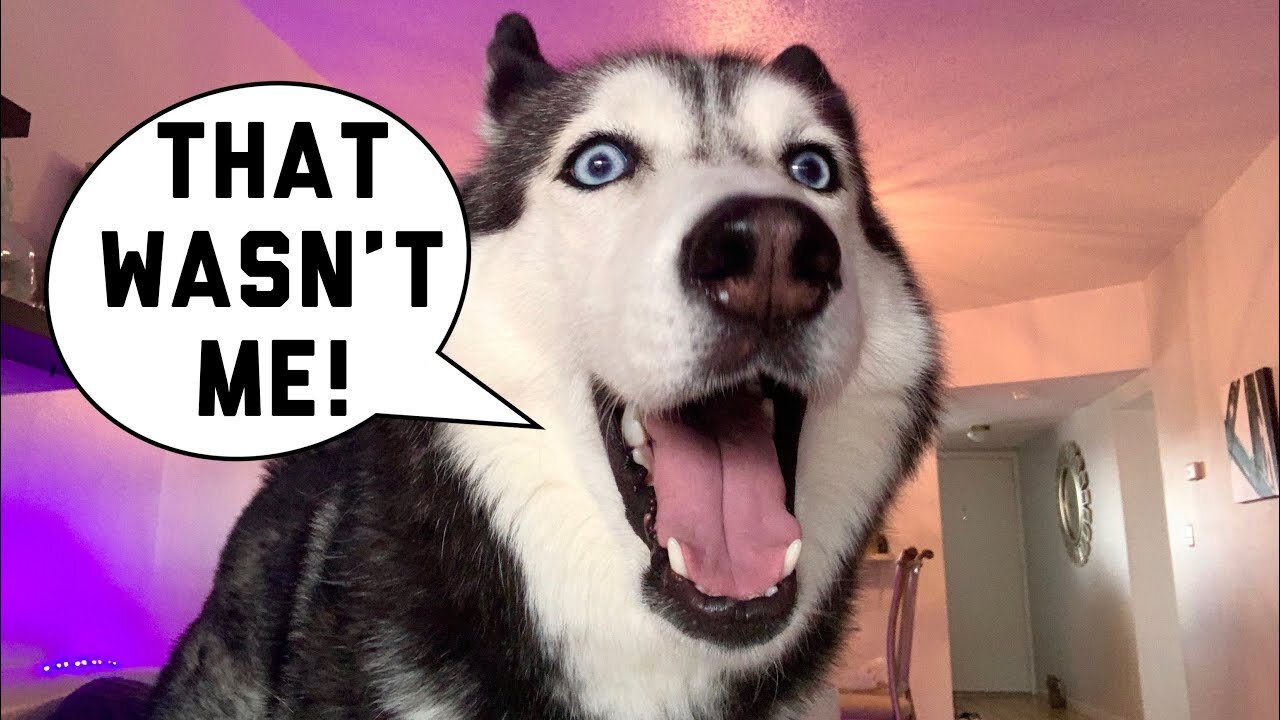 HILARIOUS Talk With Meeka The Husky ! (SHE FARTED) 🤦‍♀️🤣