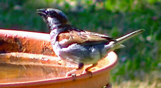 IECV NV #419 - 👀 House Sparrows Out Back🐤 7-14-2017