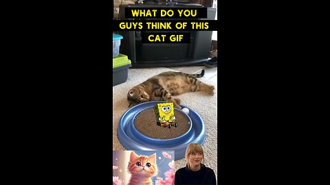 Cute Cat Gif