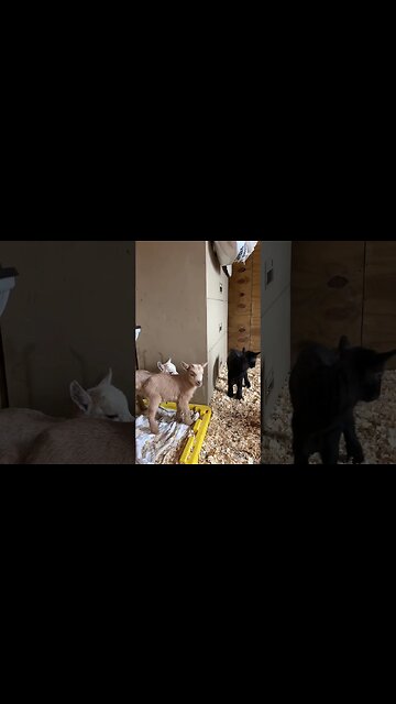After Lunch Play Time #goat #babygoats #homestead #goatmilksoap #farmlife #farmhouse