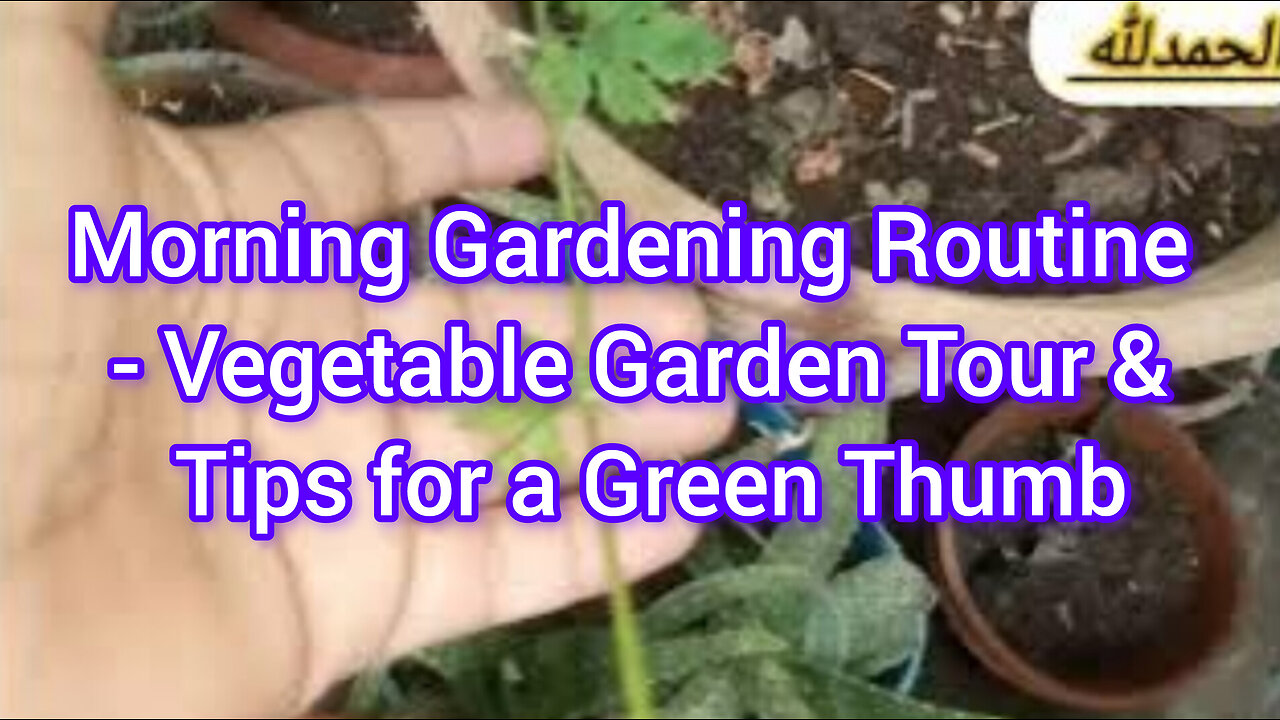 How to Grow a Kitchen Garden and Vegetables in Your Backyard