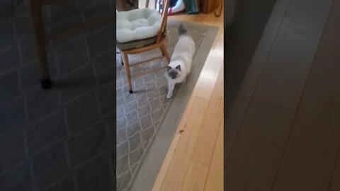 needy cat wants more treats.