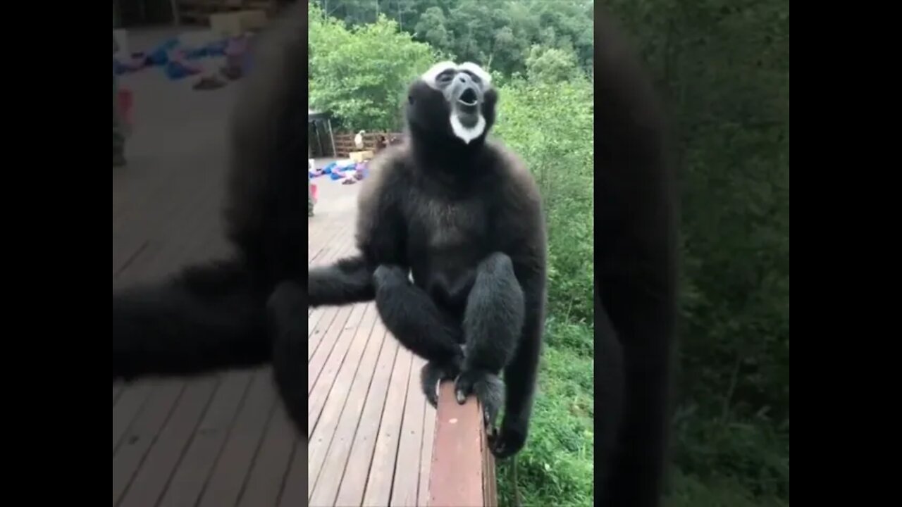 #shorts Смешные животные из Тик Ток 15 Funny animals from Tik Tok