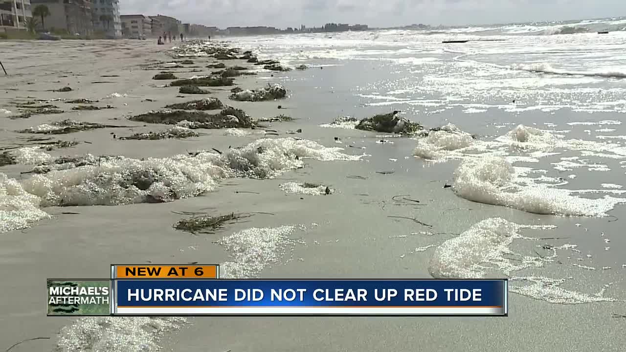 Red tide blamed for new reports of dead fish and respiratory issues in Pinellas County