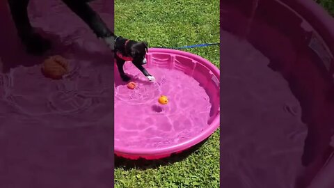 Just my cute puppy playing #shorts #youtube #subscribe