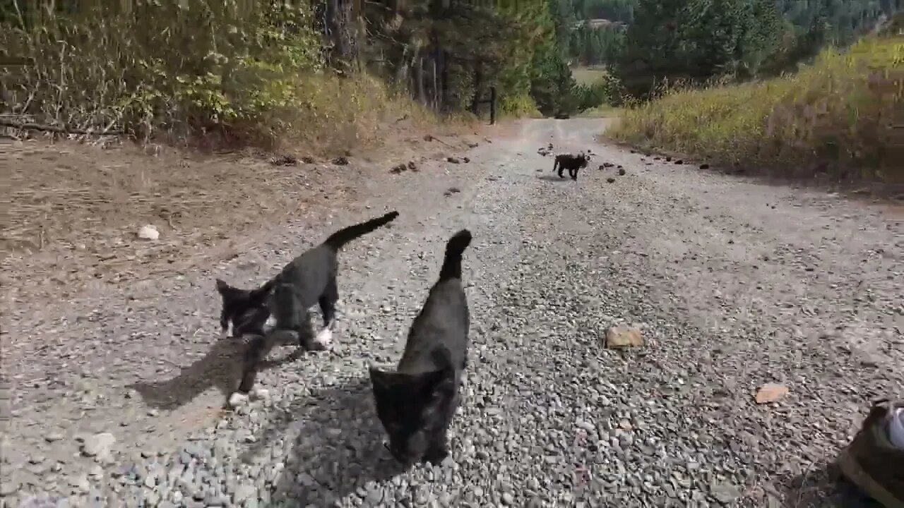 Walking my Barn Kittens like Dogs