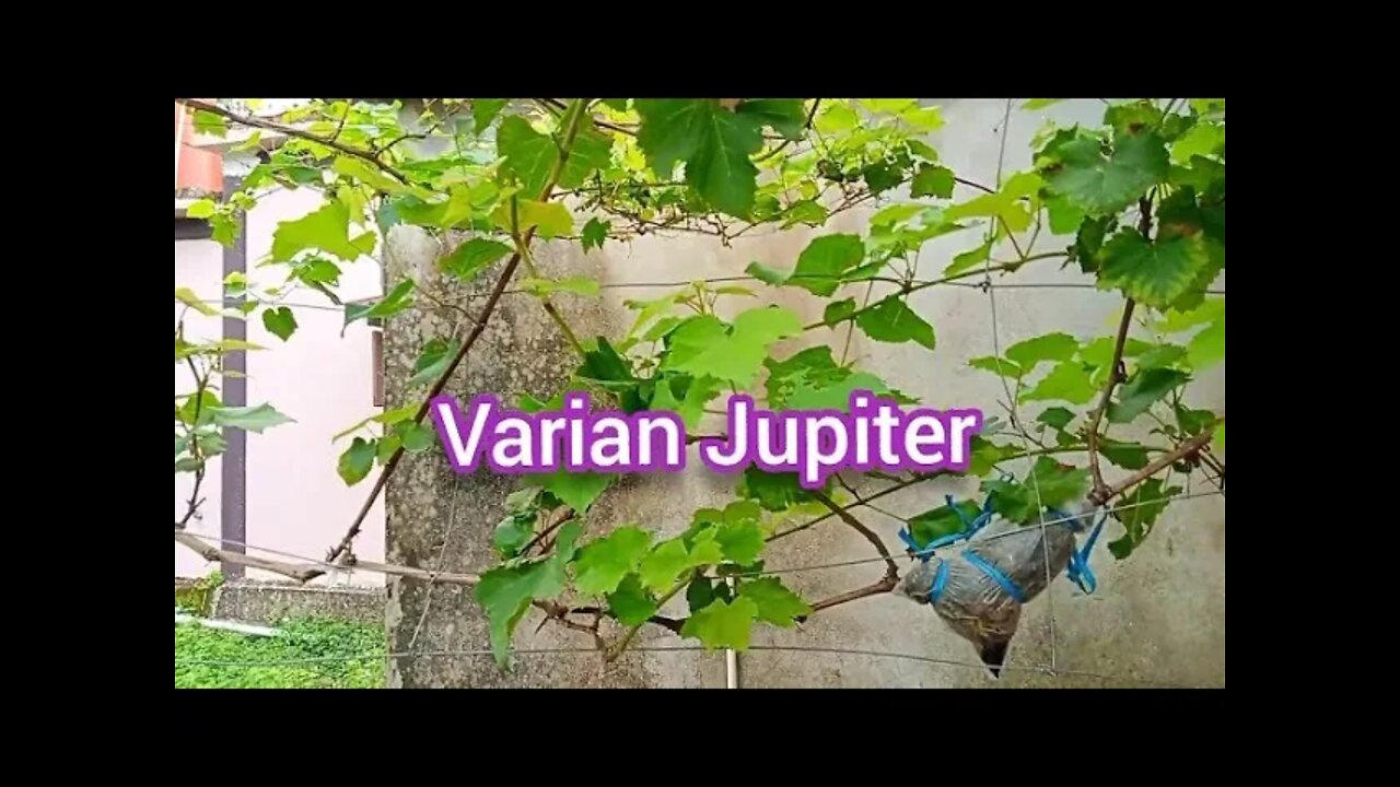 Tipss Pangkas anggur jenis Jupiter