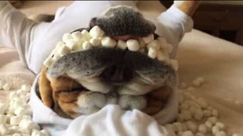 Owner stuffs his sleeping dog's mouth with marshmallows