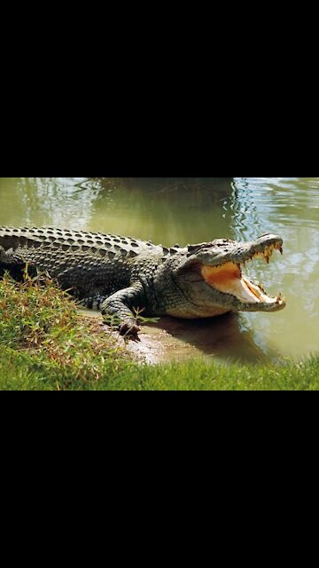 Crocodile having his breakfast near pond