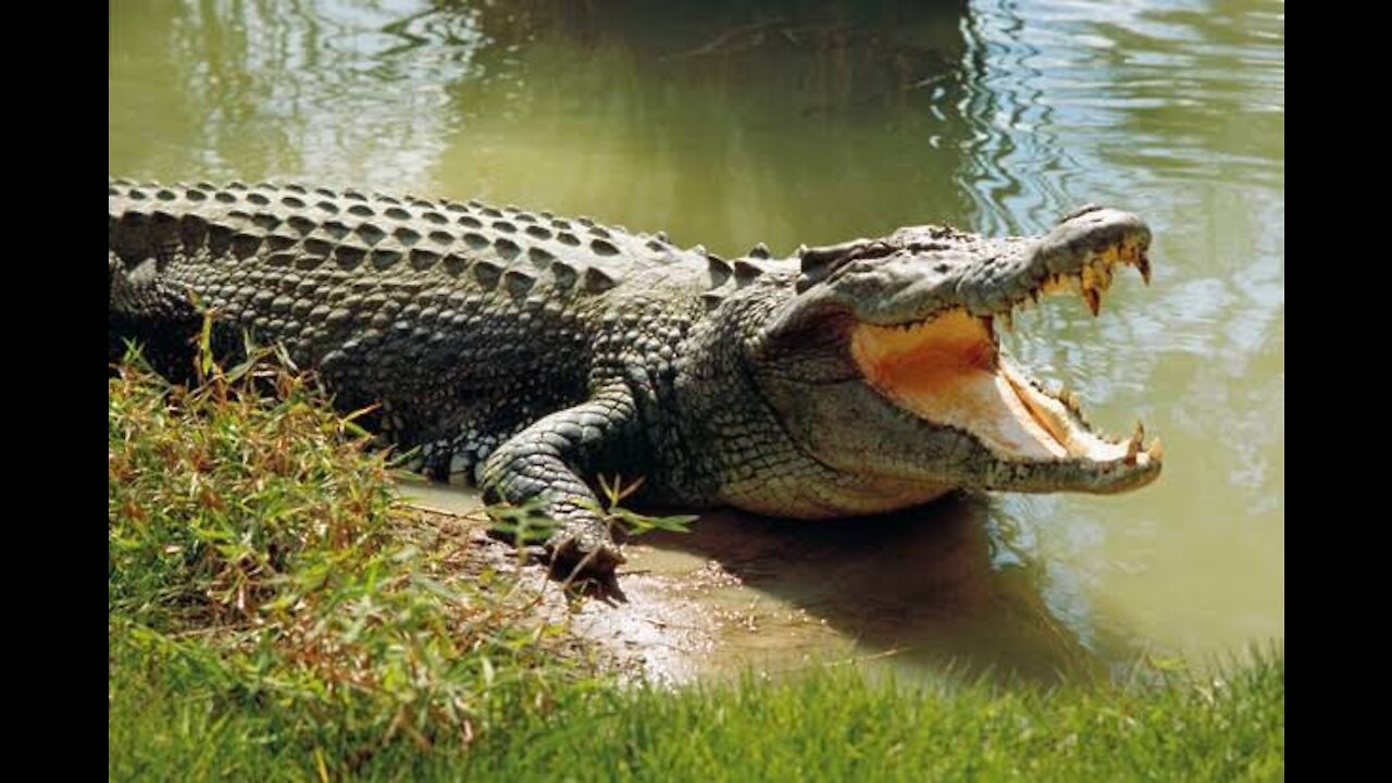 Crocodile having his breakfast near pond