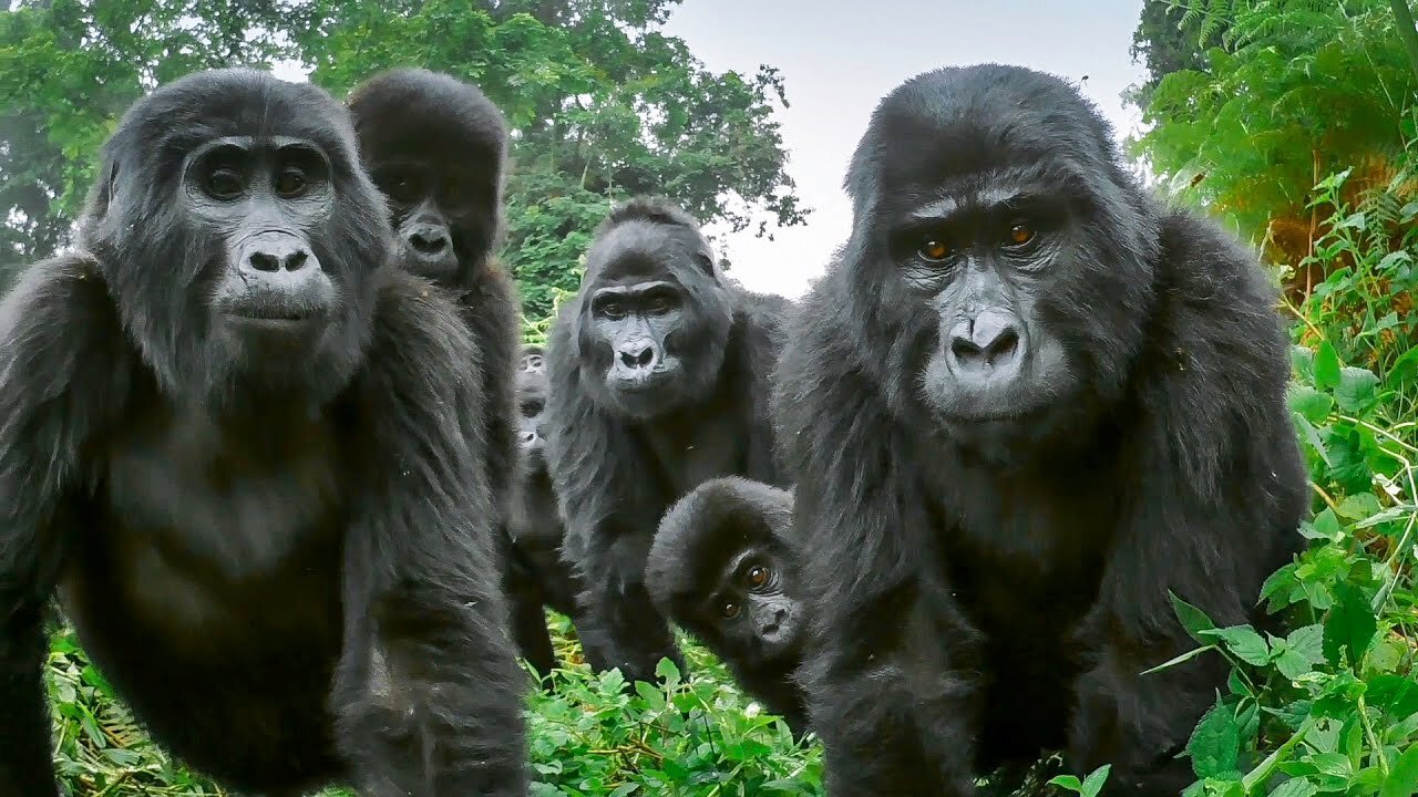 Robot spy Gorilla 🦍 infiltrates a wild Gorilla troop | spy in the world.