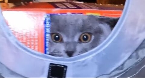 Wolfy doing the Maru box diving