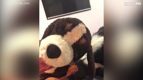 Cane è geloso del peluche